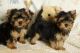 Yorkshire Terrier Puppies for sale in Georgia Dome Dr, Atlanta, GA 30313, USA. price: NA