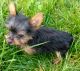 Yorkshire Terrier Puppies for sale in Lake Village, IN 46349, USA. price: $900