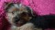 Yorkshire Terrier Puppies for sale in Lake Village, IN 46349, USA. price: $800
