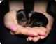 Yorkshire Terrier Puppies for sale in Antioch, Nashville, TN 37013, USA. price: NA