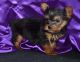 Yorkshire Terrier Puppies for sale in Ohio Ave, Cincinnati, OH, USA. price: NA