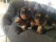 Yorkshire Terrier Puppies for sale in Minneapolis, MN, USA. price: NA
