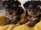 Yorkshire Terrier Puppies for sale in Connecticut Ave, Norwalk, CT, USA. price: NA