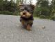 Yorkshire Terrier Puppies for sale in Montgomery, AL, USA. price: NA