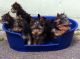 Yorkshire Terrier Puppies for sale in Boise, ID, USA. price: NA