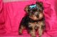 Yorkshire Terrier Puppies for sale in Portage River, Three Rivers, MI, USA. price: NA