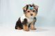 Yorkshire Terrier Puppies for sale in Agoura Hills, CA, USA. price: NA