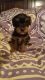 Yorkshire Terrier Puppies for sale in Springfield, OH, USA. price: NA