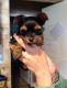 Yorkshire Terrier Puppies for sale in Redding, CA, USA. price: $500