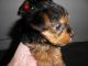 Yorkshire Terrier Puppies for sale in Colorado Blvd, Denver, CO, USA. price: NA