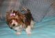 Yorkshire Terrier Puppies for sale in Florida Ave, Miami, FL 33133, USA. price: NA
