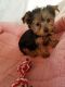 Yorkshire Terrier Puppies for sale in Dacono, CO, USA. price: NA