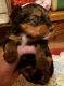 Yorkshire Terrier Puppies for sale in Chattanooga, TN, USA. price: NA