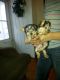 Yorkshire Terrier Puppies for sale in Norfolk, VA, USA. price: $900