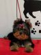 Yorkshire Terrier Puppies for sale in North Las Vegas, NV, USA. price: NA