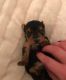 Yorkshire Terrier Puppies for sale in Putnam Valley, NY 10579, USA. price: NA