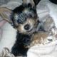 Yorkshire Terrier Puppies for sale in Castle Pines, CO 80108, USA. price: NA