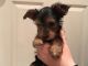 Yorkshire Terrier Puppies for sale in Brookline, NH 03033, USA. price: $600