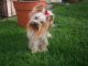 Yorkshire Terrier Puppies for sale in Edmond Crossing Boulevard, Edmond, OK 73013, USA. price: NA