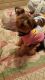 Yorkshire Terrier Puppies for sale in Palm Bay, FL 32908, USA. price: $1,250