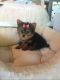 Yorkshire Terrier Puppies for sale in Chicago, IL 60602, USA. price: NA