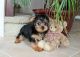 Yorkshire Terrier Puppies for sale in Chicago, IL 60602, USA. price: NA