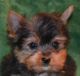 Yorkshire Terrier Puppies for sale in SC-14, Fountain Inn, SC 29644, USA. price: NA