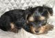 Yorkshire Terrier Puppies for sale in Chilliwack, BC, Canada. price: NA