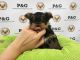 Yorkshire Terrier Puppies for sale in Lancaster, CA 93535, USA. price: $50