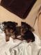 Yorkshire Terrier Puppies for sale in The Dalles, OR 97058, USA. price: NA