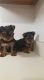 Yorkshire Terrier Puppies for sale in USA, Mobile, AL 36608, USA. price: NA