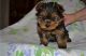 Yorkshire Terrier Puppies for sale in Connecticut Ave, Norwalk, CT, USA. price: NA