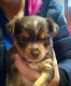 Yorkshire Terrier Puppies for sale in Medway, OH 45341, USA. price: $700