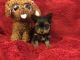Yorkshire Terrier Puppies for sale in Wood Dale, IL, USA. price: $1,300