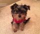 Yorkshire Terrier Puppies for sale in New York, NY 10012, USA. price: NA