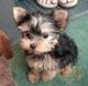 Yorkshire Terrier Puppies for sale in New York, NY 10012, USA. price: NA