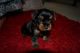 Yorkshire Terrier Puppies for sale in 70001 Overseas Hwy, Marathon, FL 33050, USA. price: NA
