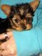 Yorkshire Terrier Puppies for sale in Lafayette, IN, USA. price: NA