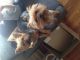 Yorkshire Terrier Puppies for sale in Landrum, SC 29356, USA. price: $800