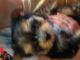 Yorkshire Terrier Puppies for sale in Medway, OH 45341, USA. price: NA
