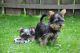Yorkshire Terrier Puppies for sale in Steamboat Springs, CO 80477, USA. price: $350