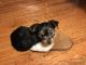 Yorkshire Terrier Puppies for sale in Puyallup, WA 98375, USA. price: NA