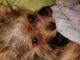 Yorkshire Terrier Puppies for sale in Wheeling, WV 26003, USA. price: $750
