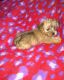Yorkshire Terrier Puppies for sale in Lapeer, MI 48446, USA. price: NA