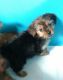 Yorkshire Terrier Puppies for sale in Lake Village, IN 46349, USA. price: NA