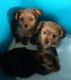 Yorkshire Terrier Puppies for sale in Lake Village, IN 46349, USA. price: $750