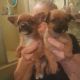 Yorkshire Terrier Puppies for sale in Ocala, FL 34480, USA. price: $250