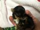 Yorkshire Terrier Puppies for sale in Fort Myers, FL, USA. price: $680