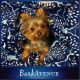 Yorkshire Terrier Puppies for sale in Martinsville, VA 24112, USA. price: NA