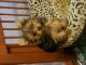 Yorkshire Terrier Puppies for sale in Cincinnati, OH, USA. price: NA